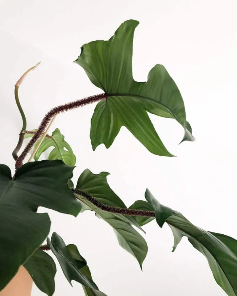 close up of the leaves of a philodendron squamiferum