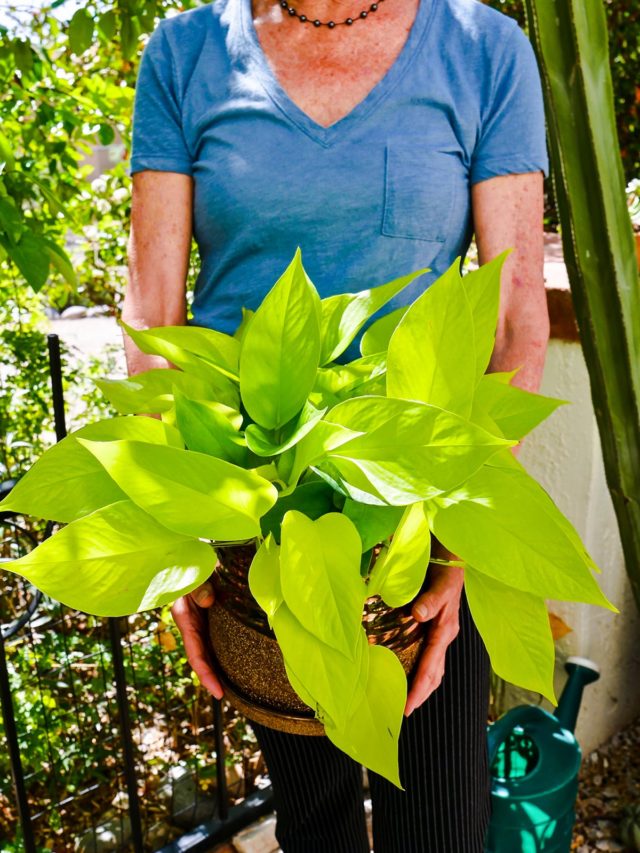 Neon Pothos Plants Care & Growing Tips