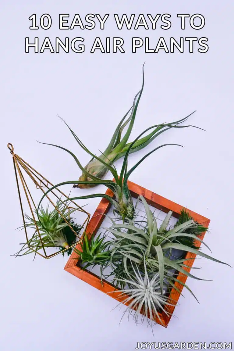 air plants displayed in a geometric hanger & a wooden frame the text reads 10 easy ways to hang air plants