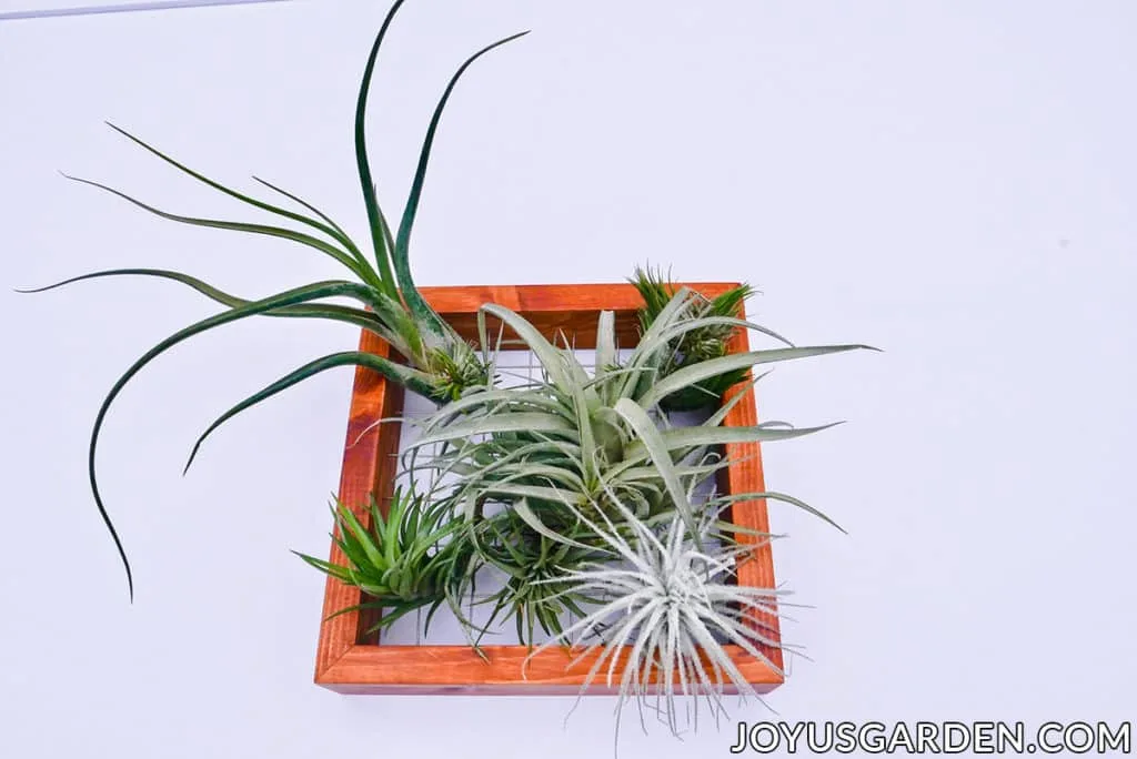 a variety of air plants are displayed on a wooden frame