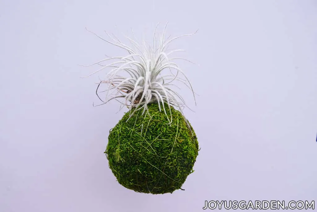 an air plant is displayed on top of a hanging moss ball