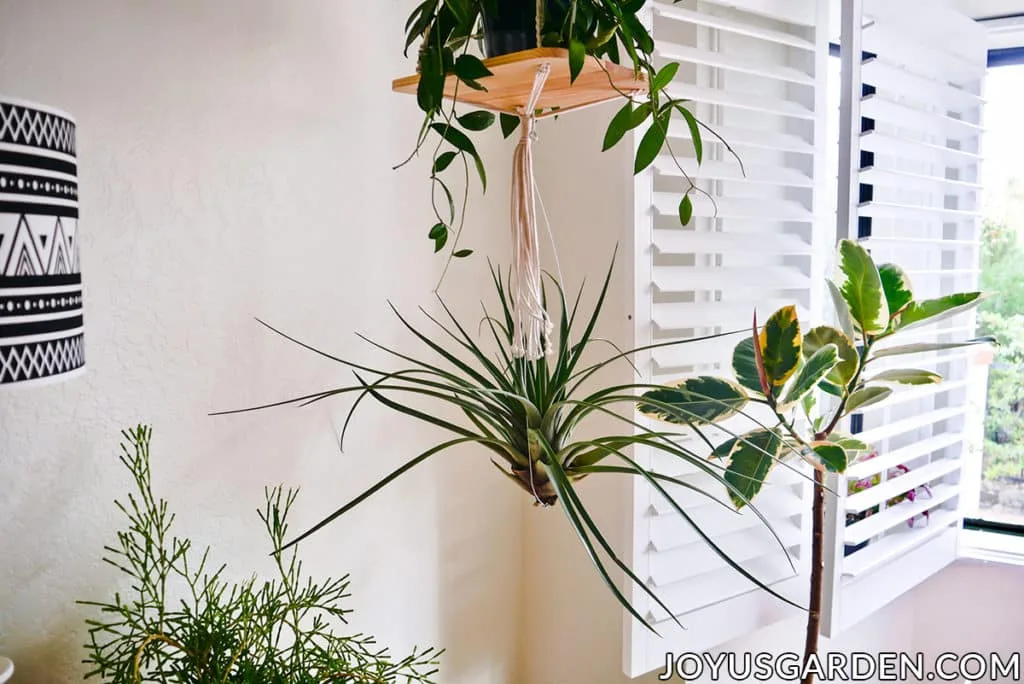 a large air plant hangs from a hanging plants shelf