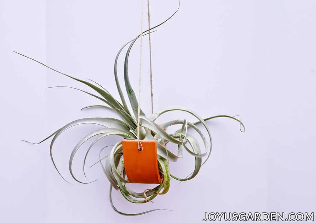 a large air plant sits in a hanging terra cotta plant cradle