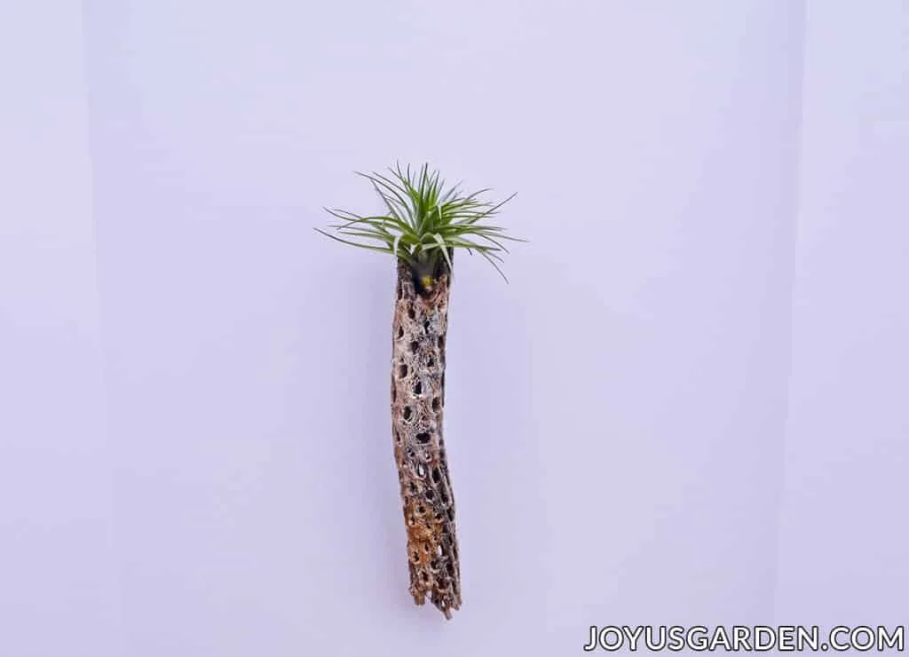 an air plant is displayed on top of a piece of cholla wood