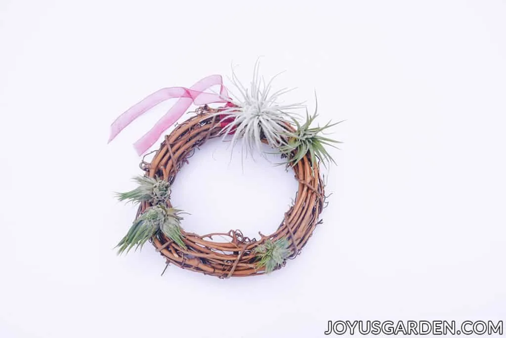 small air plants are displayed on a grapevine wreath