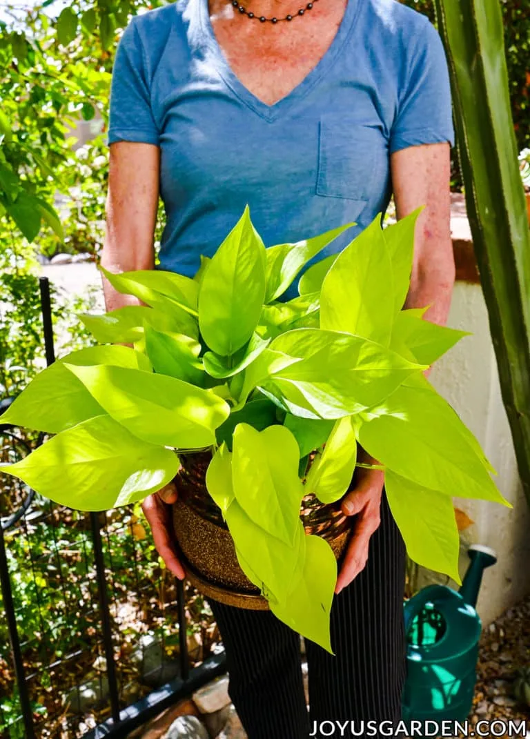 a woman in a blue shirt holds a vibrant chartreuse neon pothos