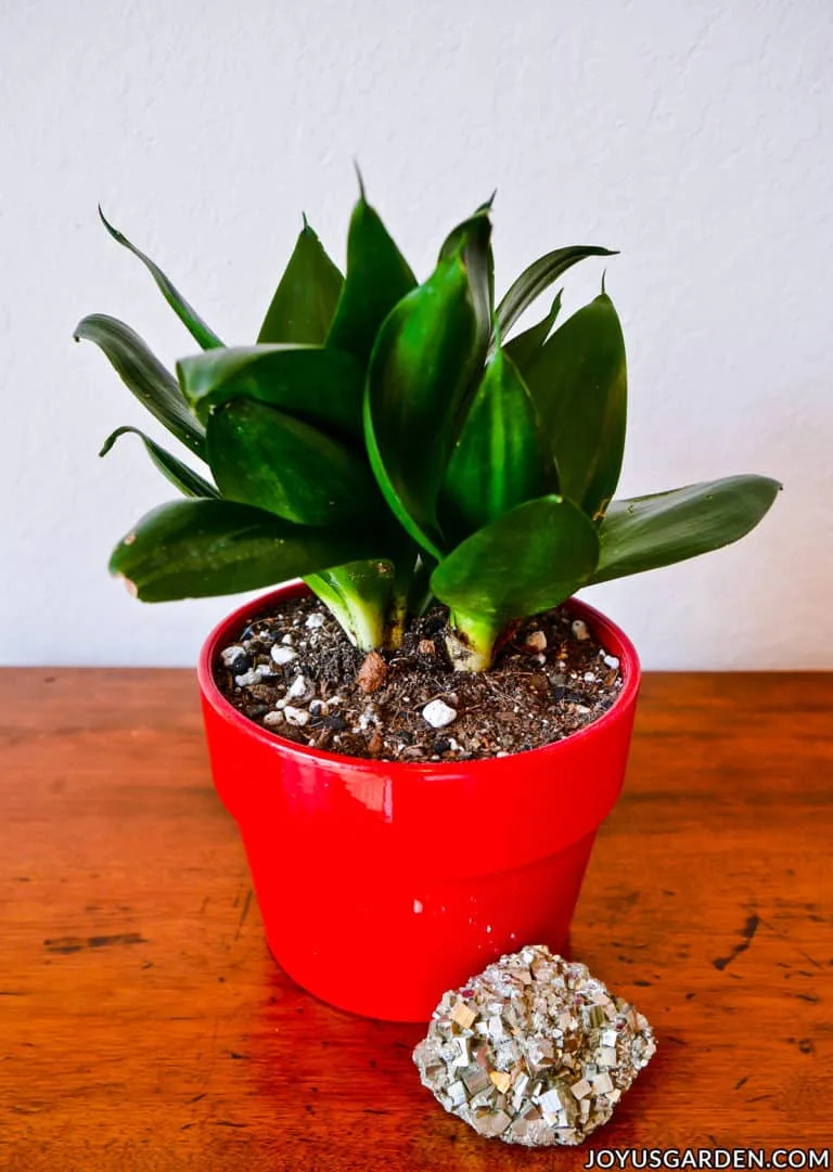 a sansevieria hahnii jade grows in a red pot next to a piece of pyrite