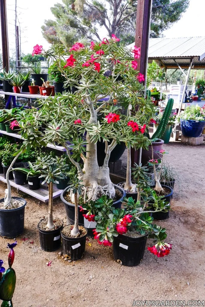 a variety of sizes & forms or adeniums desert roses at a nursery