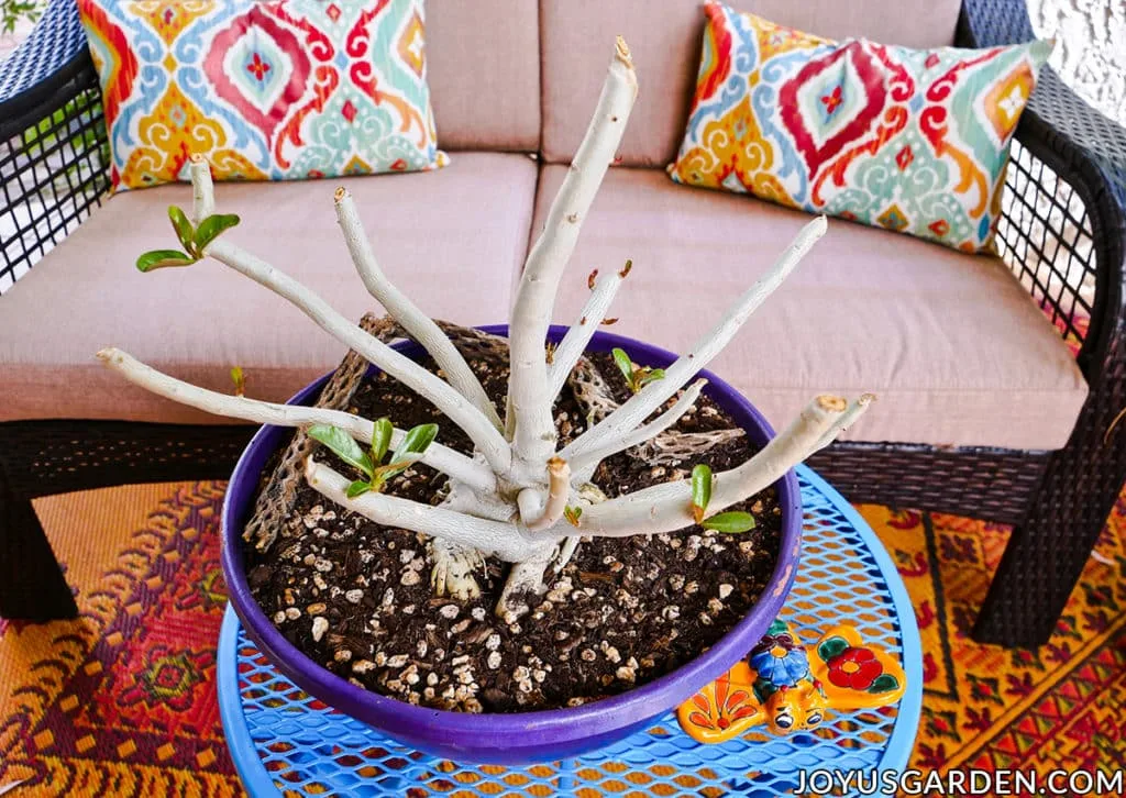 looking down on an adenium desert rose which has been pruned