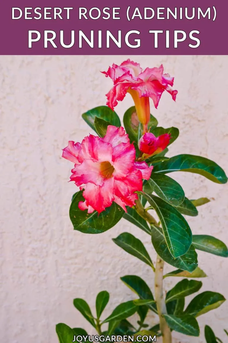 close up of the dark pink/white flowers of an adenium desert rose the text reads desert rose (adenium) pruning tips