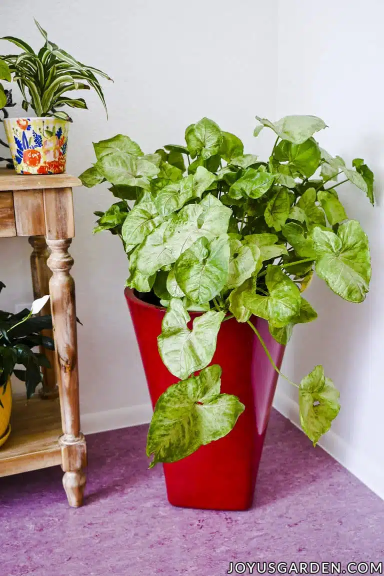 A large arrowhead plant syngonium in a tall red pot grows in a corner. The text reads joyusgarden.com.