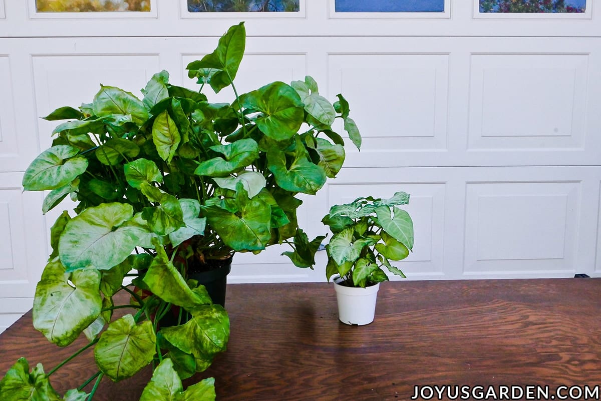 A large arrowhead plant syngonium sits next to a small arrowhead plant syngonium on a work table.