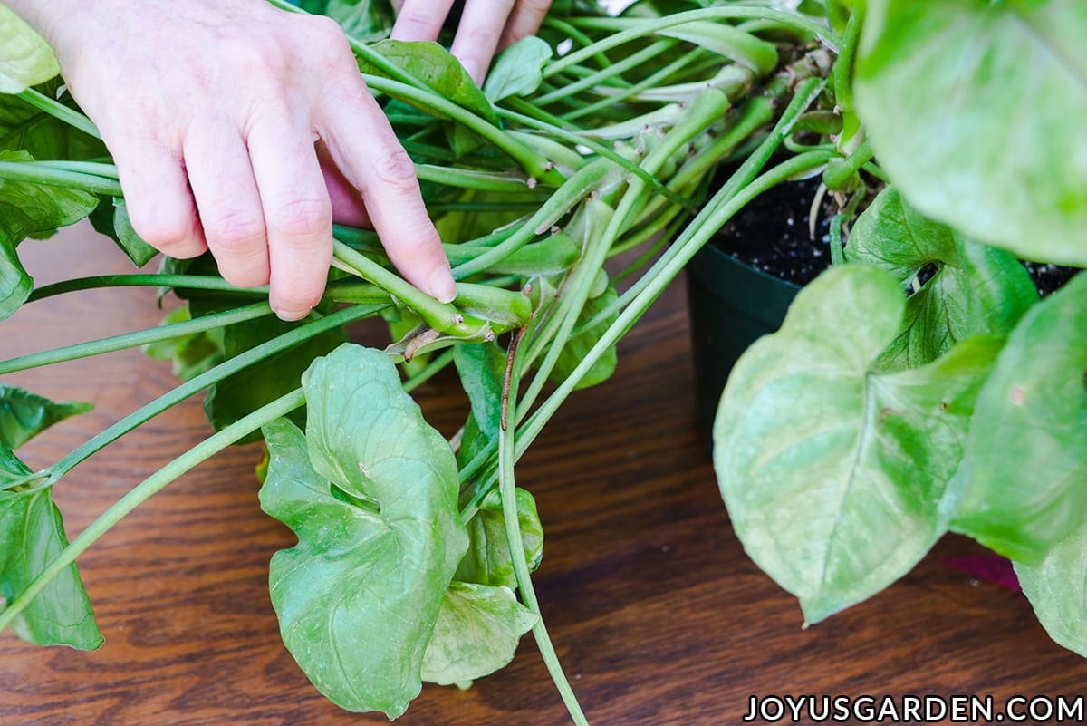 A finger points to a leaf node on the stem of an arrowhead plant syngonium.