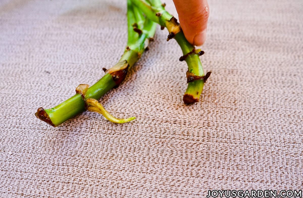 A finger points to the emerging roots on a plant stem.