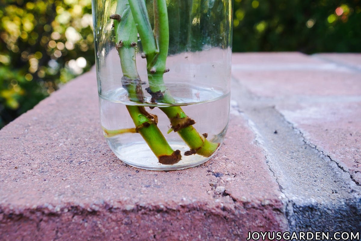 Two stems which are rooting sit in a jar of water.