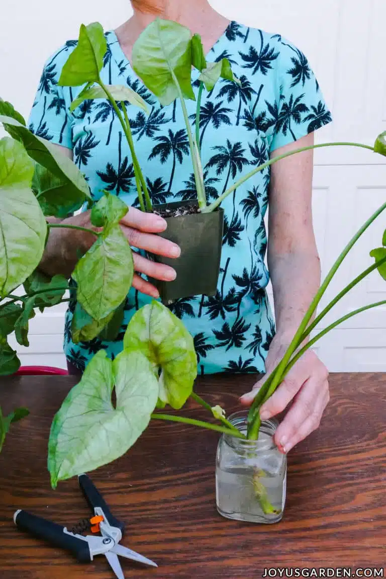 A woman in a patterned shirt holds a grow pot and a jar with water both containing arrowhead plant cuttings.