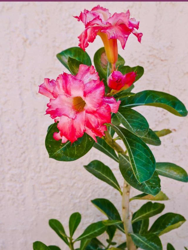 How To Prune Your Desert Rose Adenium