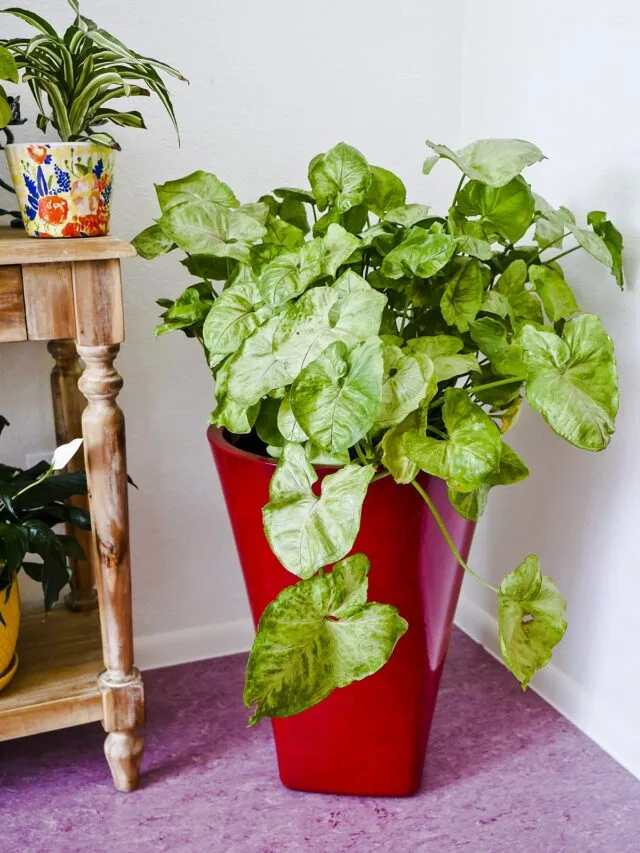 A large arrowhead plant syngonium in a tall red pot grows in a corner. The text reads joyusgarden.com.