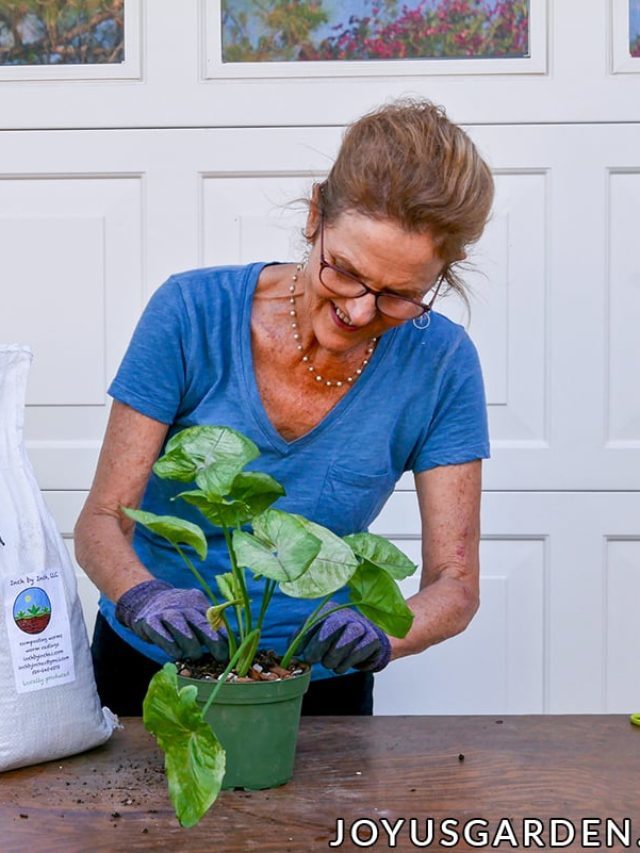 How To Keep Arrowhead Plant Bushy