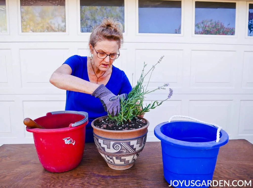 Nell foster plants a lavender plant in a ceramic pot with a southwestern motive.