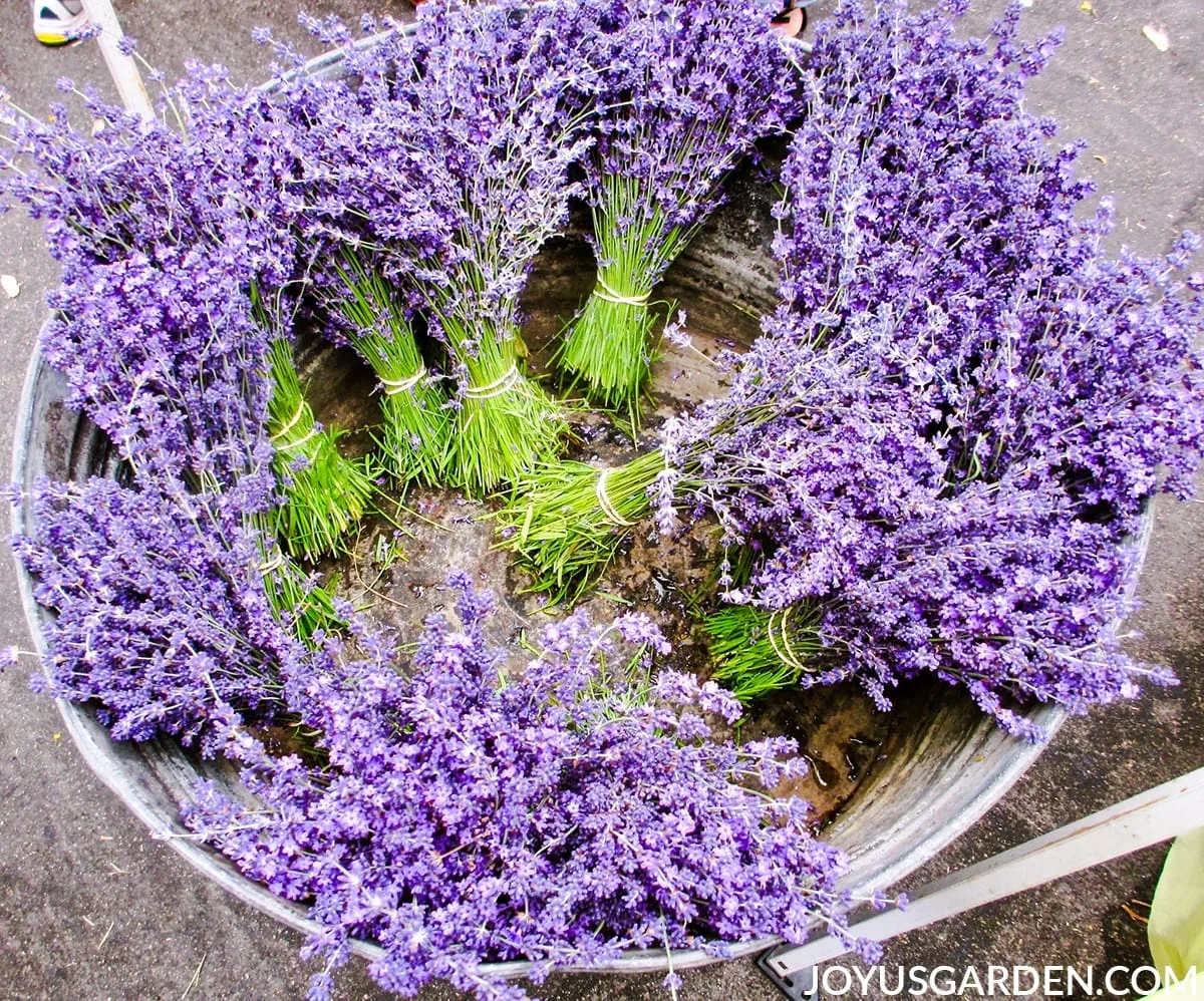 Looking down into a low tin bucket full of bundles of stems of lavender flowers.