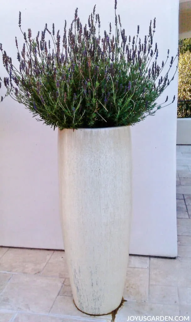 A lavender plant with live & dead flower spikes grows in a tall opalescent pot.