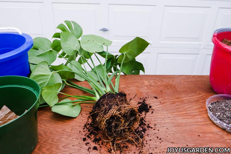 Repotting Monstera: How To Repot A Swiss Cheese Plant