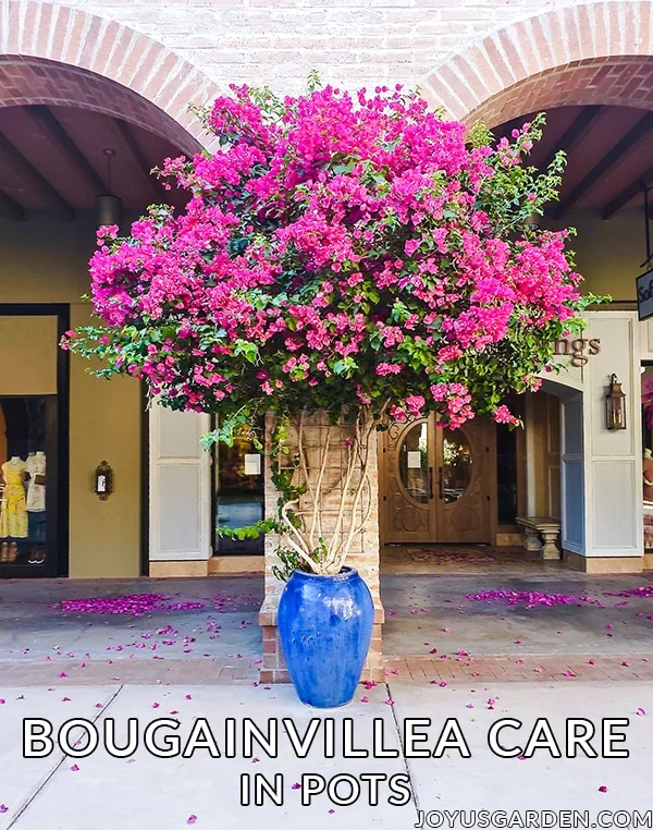 A large deep rose bougainvillea grows in a large blue ceramic urn pot, text reads Bougainvillea Care In Pots joyusgarden.com.