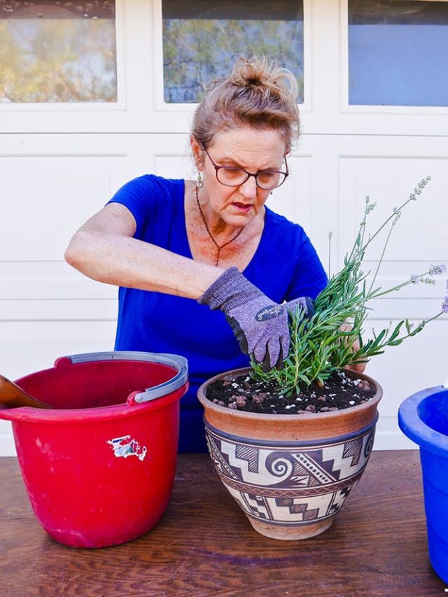 Planting Lavender In Pots