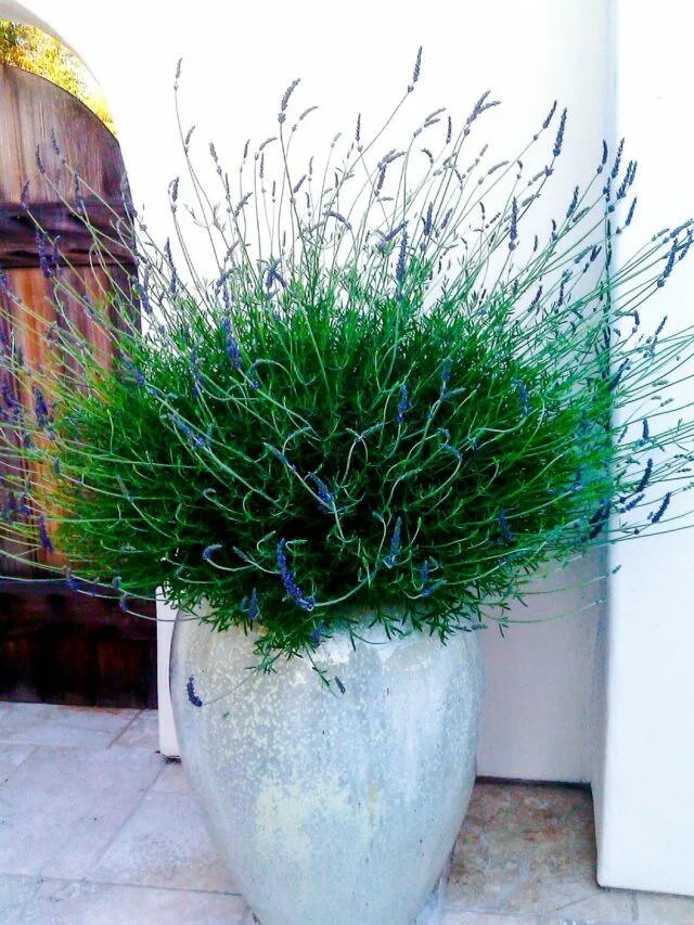 Growing Lavender In Pots Outdoors