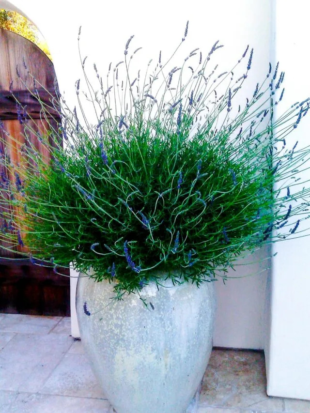 a large lavender in full bloom grows in a tall rounded light blue opalescent pot