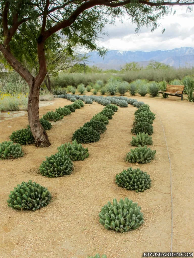 a bench overlooking a cactus garden and trees with mountains in the background