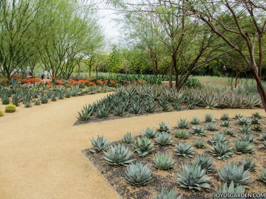 a modern cactus garden with trees and a walkway