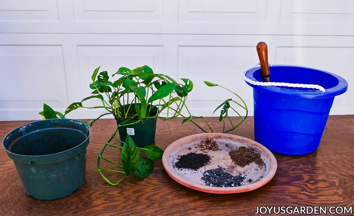 a monstera adansonii swiss cheese vine sits on a work table next to potting materials