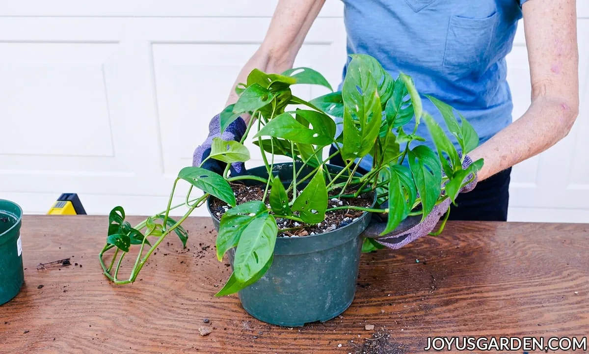 hands with garden gloves hold the grow pot of a monstera adansonii swiss cheese vine 