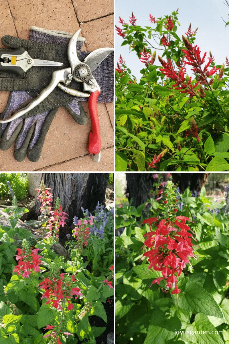 a collage with 3 photos of red salvia plants & 1 photo of pruners for pruning salvias