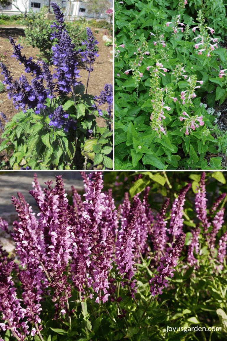 Pruning Salvias: Pruning and Trimming 3 Different Types of Salvias