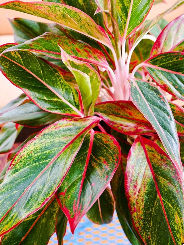 How To Care For Aglaonema Siam Aurora