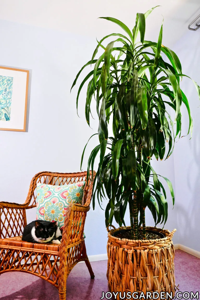 a large dracaena plant with dark glossy green leaves grows in a basket next to a black & white cat in a chair