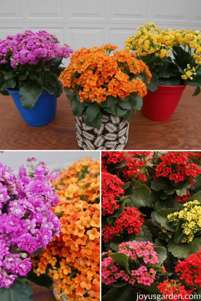 A collage of three photos of flowering kalanchoe plants with hot pink, orange, red, and yellow flowers.