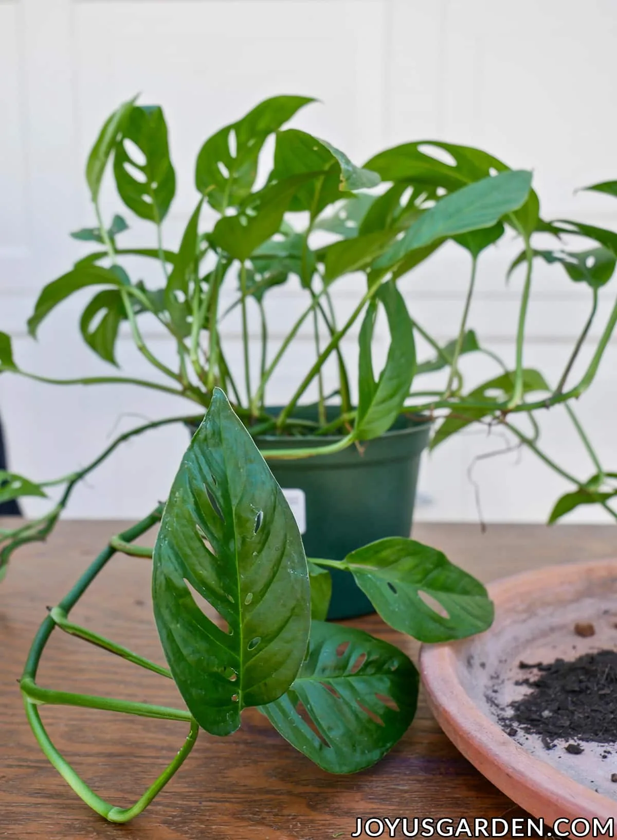 close of of the lacy leaves of a monstera adansonii swiss cheese vine houseplant