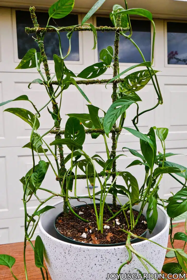 A monstera adansonii swiss cheese plant in a white pot grows on a moss covered trellis the text at the bottom reads joyusgarden.com.