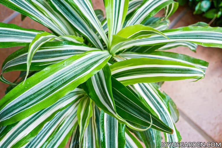 How to Repot Dracaena Lemon Lime | Joy Us Garden