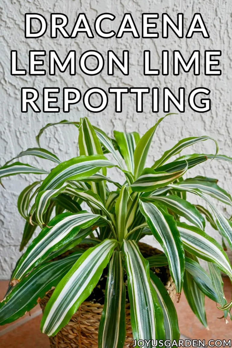 looking down on a small dracaena lemon lime the text reads repotting dracaena lemon lime