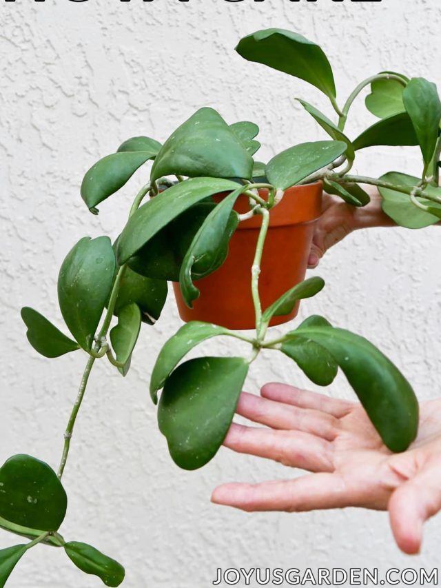 Hoya Kerrii Care Guide