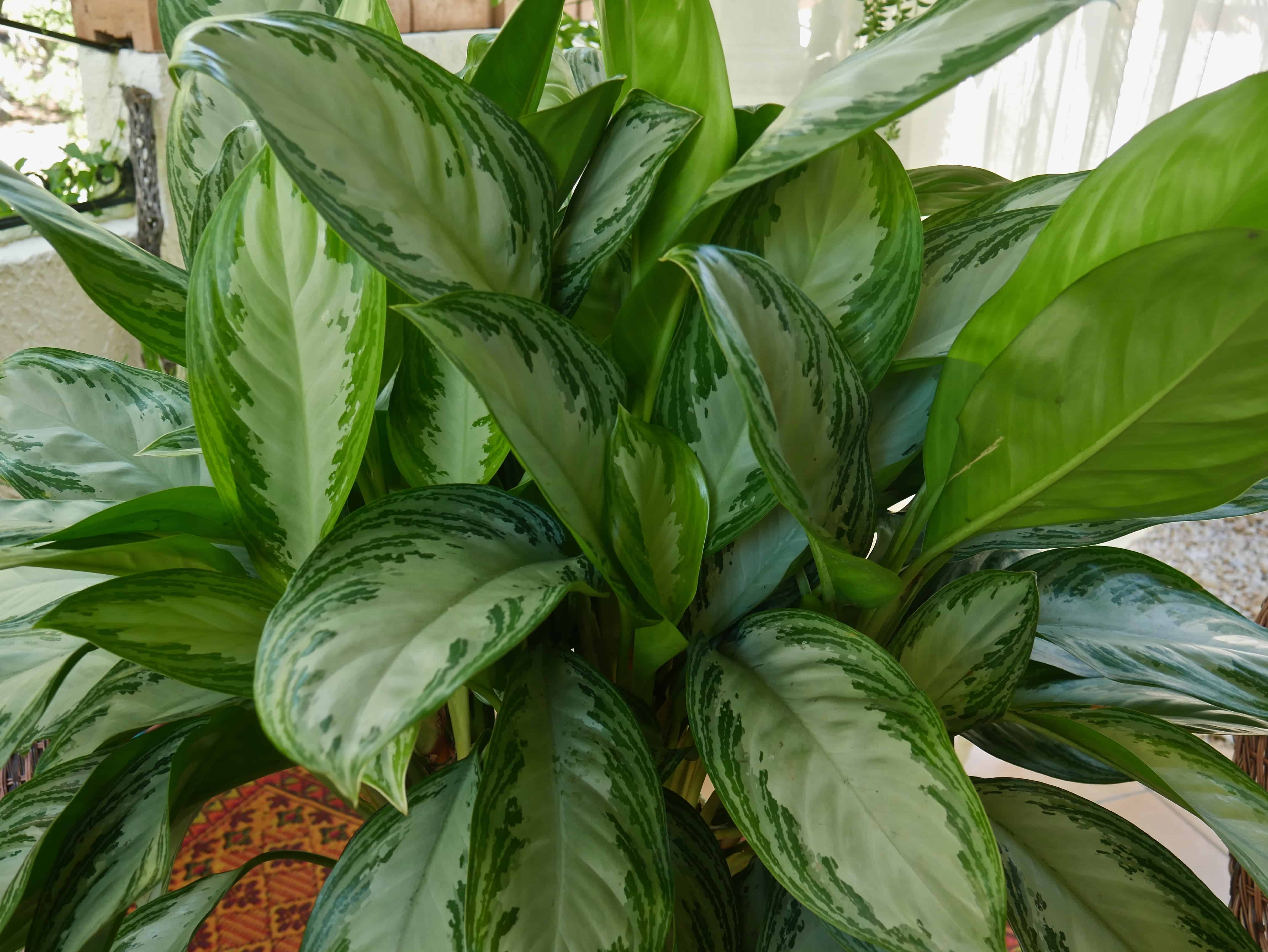 Discovering The Best House Plants For Your Home