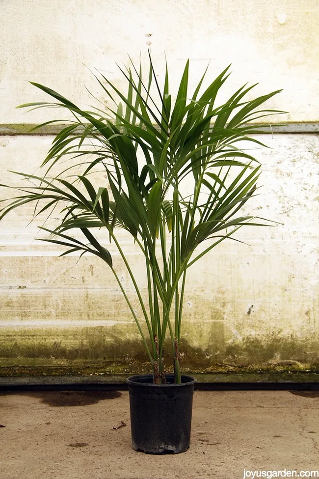 an elegant 5 foot tall Kentia Palm in a black grow pot