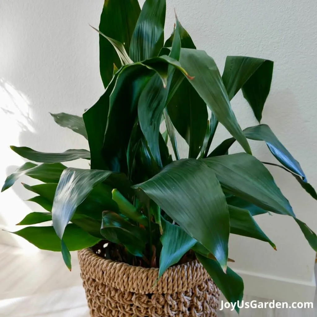 corn plant growing indoors in a plant basket