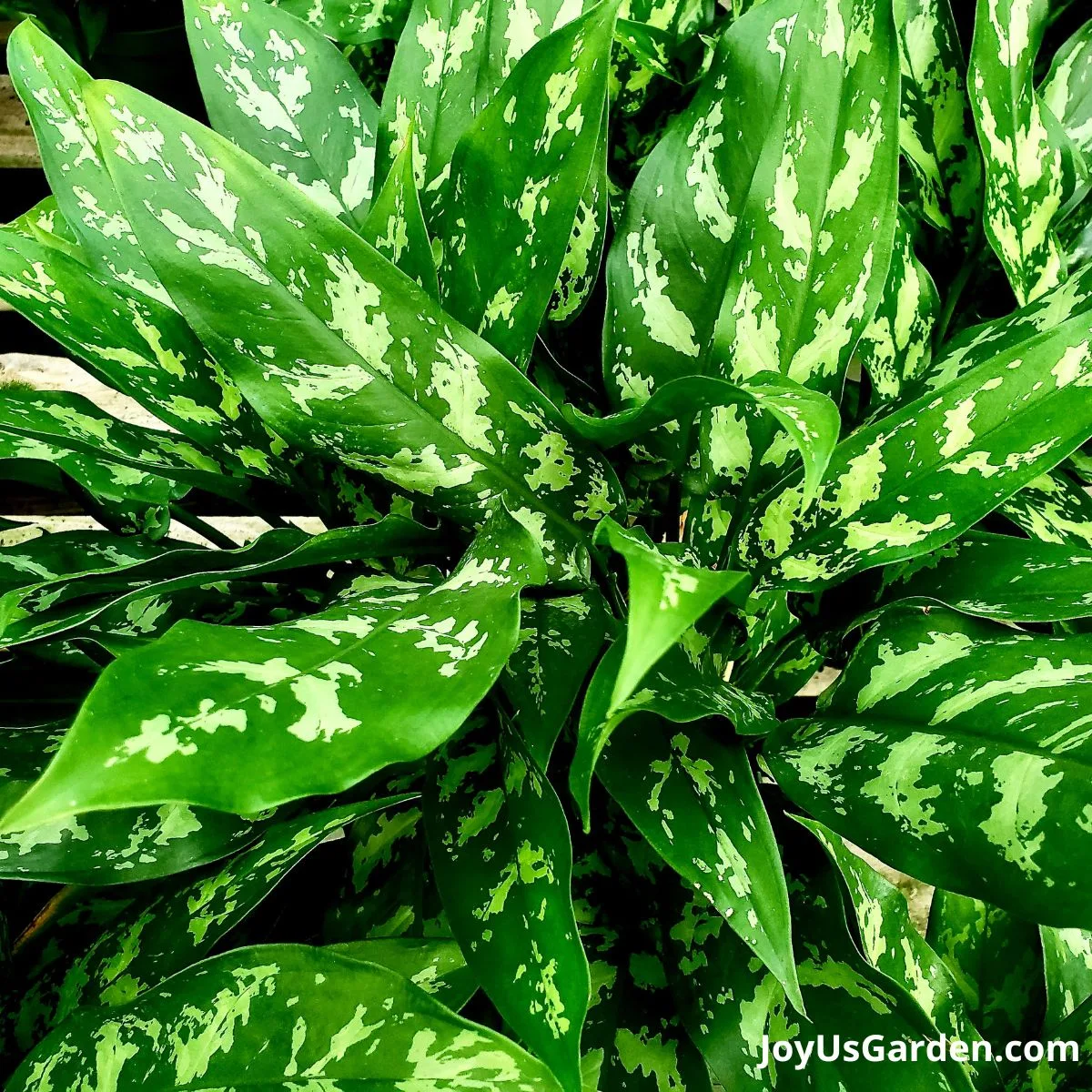 close up photo of aglaonema chinese evergreen foliage 