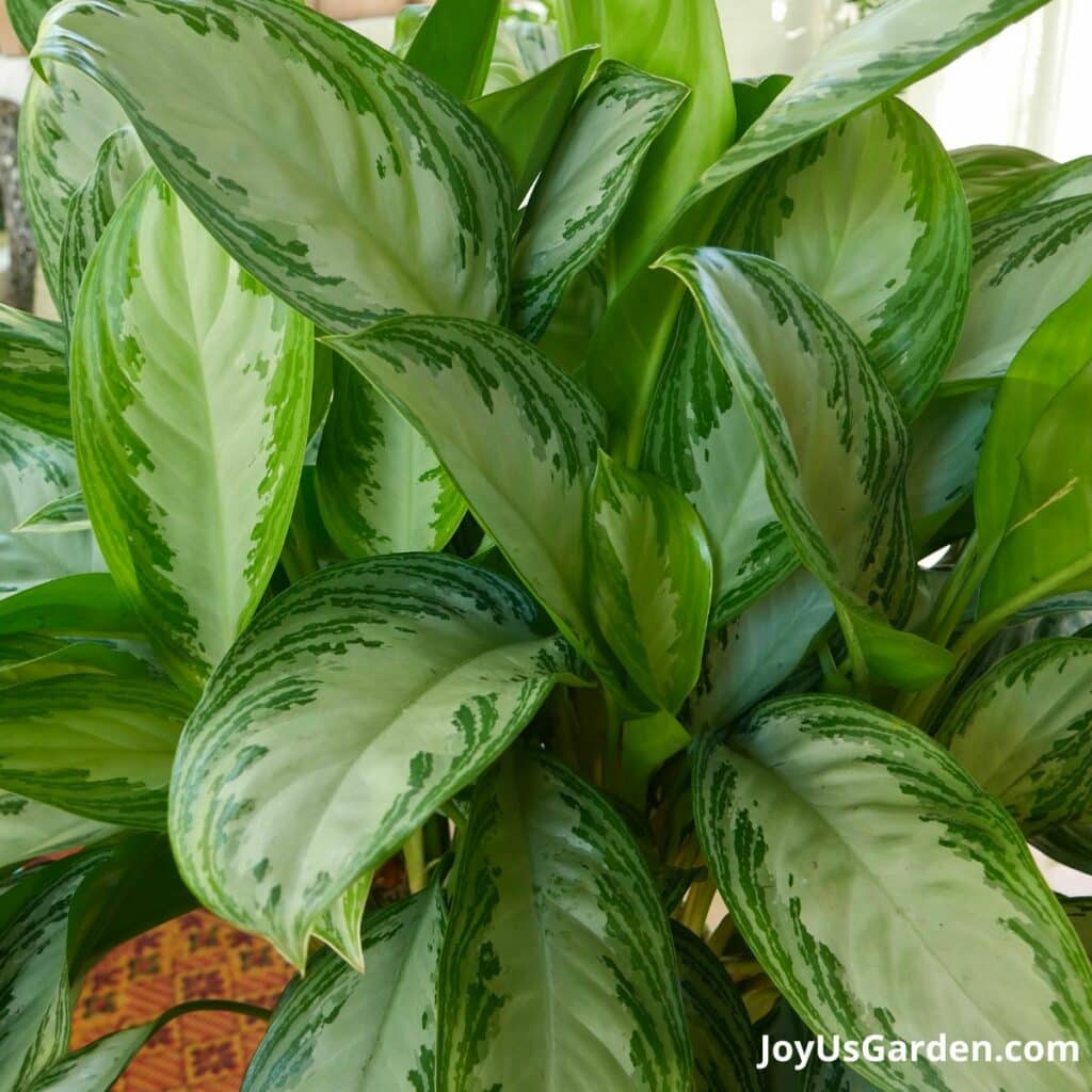 10 Best Low Light Indoor Plants (Easy Care & Low Maintenance)